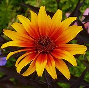 Heliopsis 'Burning Hearts' False Sunflower