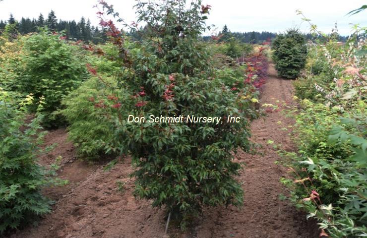 Japanese Maple - Beni Hagoromo