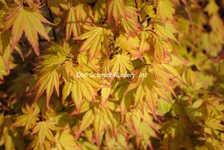 Japanese Maple - Orange Dream