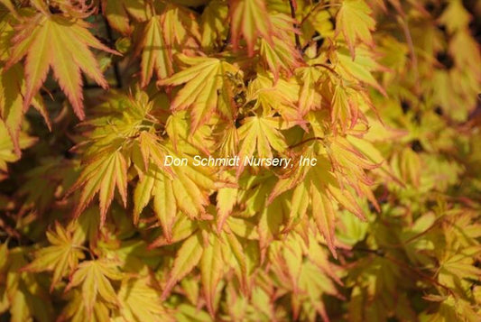 Japanese Maple - Orange Dream