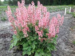 Heucherella 'Pink Revolution' Coralbells