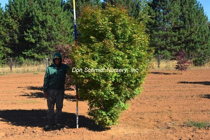 Japanese Maple - Tsukasa Silouette