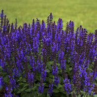 Salvia 'Bumble Sky Blue' Sage