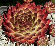 Sempervivum - Color Rocks