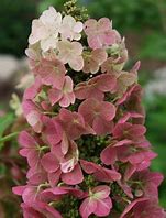 Oakleaf Hydrangea - Jetstream