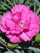 Dianthus 'Tickled Pink'