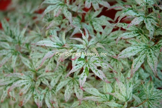Japanese Maple - 'Ukigumo' Floating Clouds