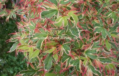 Japanese Maple - Beni Schichihenge