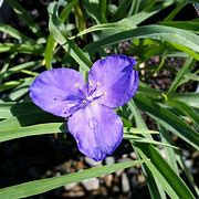 Tradescantia 'Zwanenburg' Spiderwort