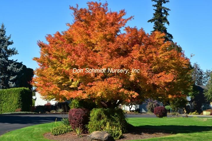 Japanese Maple - Coral Bark