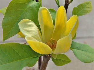 Magnolia - Yellow Bird