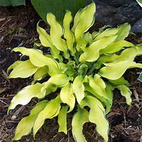 Hosta 'Sunshine Ripples'