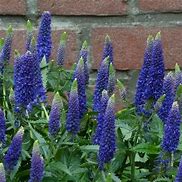 Veronica 'Long First Glory' Speedwell