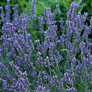 Lavandula 'Grosso' Lavender