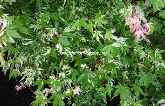 Japanese Maple - Orido Nishiki