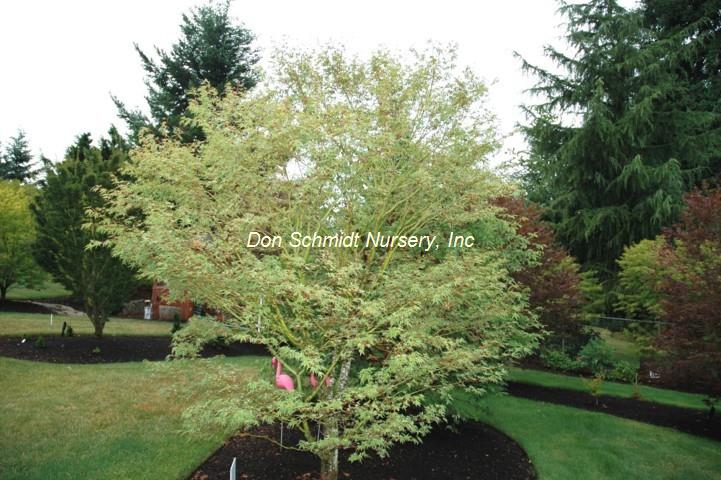 Japanese Maple - Beni Schichihenge – Pandy's Garden Center
