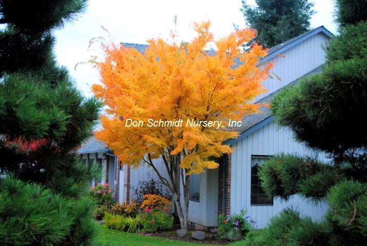 Japanese Maple - Coral Bark