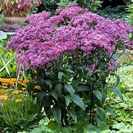 Eupatorium ‘Baby Joe’ Joe Pye Weed