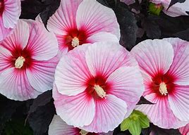 Hibiscus "Starry Starry Night' Rose Mallow