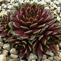 Sempervivum - Black