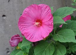 Hibiscus - Luna Rose