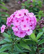 Phlox 'Flame Pink' Tall Garden Phlox