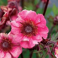 Geum "Tempo Rose'