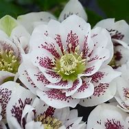 Helleborus 'Confetti Cake' Lentin Rose