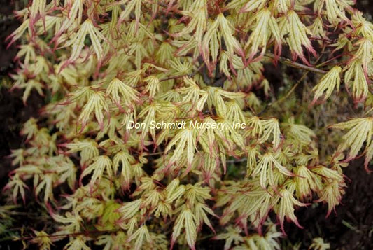 Japanese Maple - 'First Ghost' Variegated