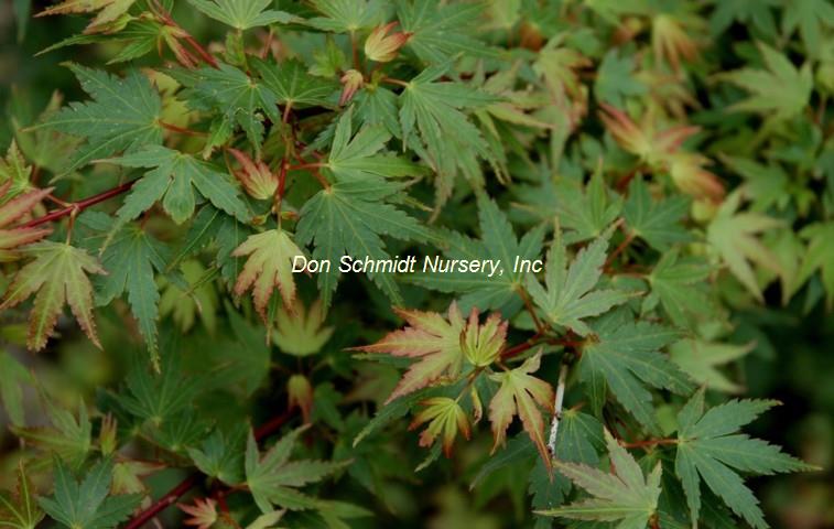 Japanse Maple - Coonara Pygmy