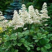 Rodgersia - Aesculifolia