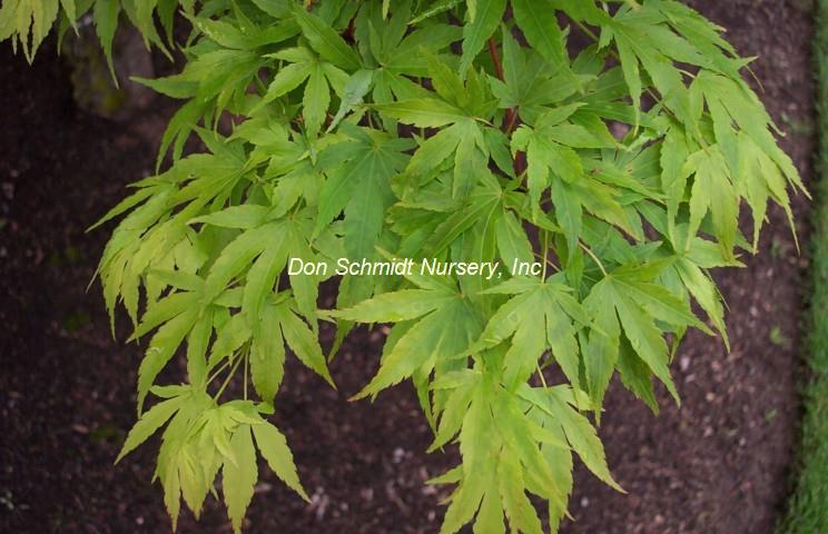 Japanese Maple - Coral Bark