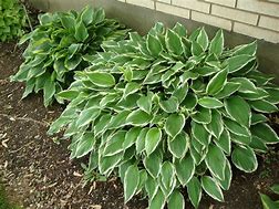 Hosta - Allen P. McConnell