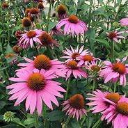 Echinacea 'Prairie Splendor' Coneflower