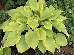 Hosta ‘Echo in the Sun'