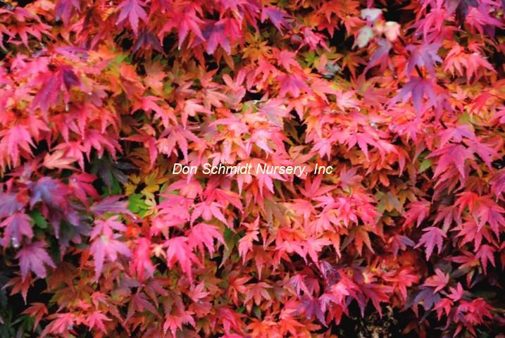 Japanse Maple - Coonara Pygmy