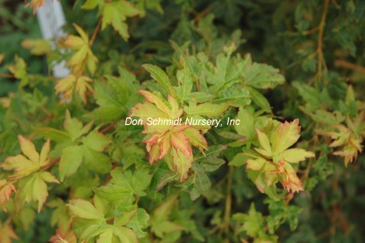 Japanese Maple - Winter Flame