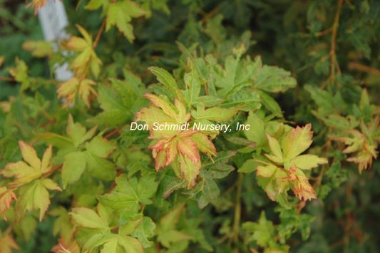 Japanese Maple - Winter Flame