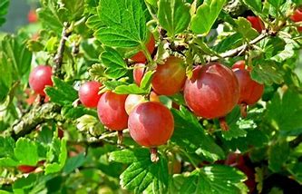 Gooseberry - Hinnomaki Red