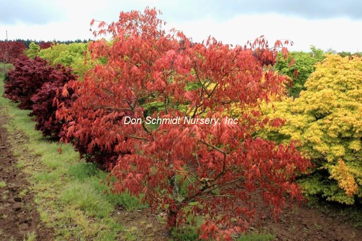 Japanese Maple - Aka Shigitatsu Sawa