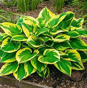 Hosta 'Anne'