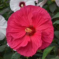 Hibiscus - Summer In Paradise