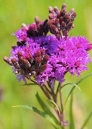 Vernonia Fasciculata (Tall Common Ironweed)