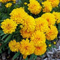 Coreopsis  ‘Golden Sphere’ Tickseed