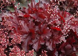 Heuchera 'Red Dragon' Coral Bells