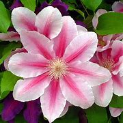 Clematis 'Bee's Jubilee'