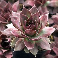 Super Sempervivums - Onyx