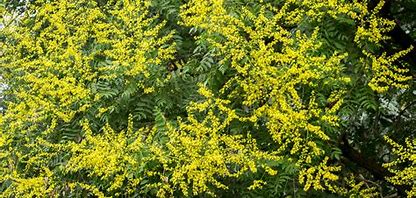 Golden Rain Tree