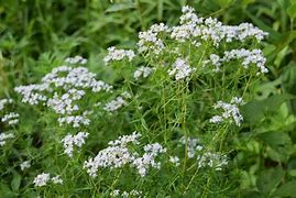 Pycnanthemum tenuifolium Slender Mountain Mint