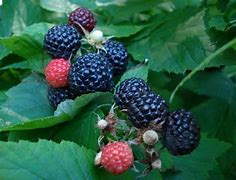 Rubus 'Jewel' Blackberry